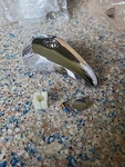 Genuine Symmons T3-31S Ins T-32 Screw T-33 Plug Button Solid Chrome Handle. Fixed Price $37.99.