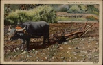 Water Buffalo Hawaiian Islands Vintage Postcard W869. Fixed Price $8.25.