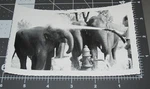 King Bros Circus Elephant Hose Off Keeper Water 1960'S Vintage Snapshot Photo #4. Fixed Price $9.95.