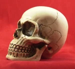 American Made Large Skull Gear Shift Knob Hot Rat Street Rod 11. Fixed Price $35.00.